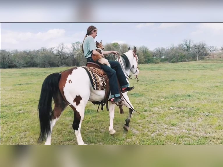 Paint Horse Caballo castrado 11 años 147 cm in Granbury, TX