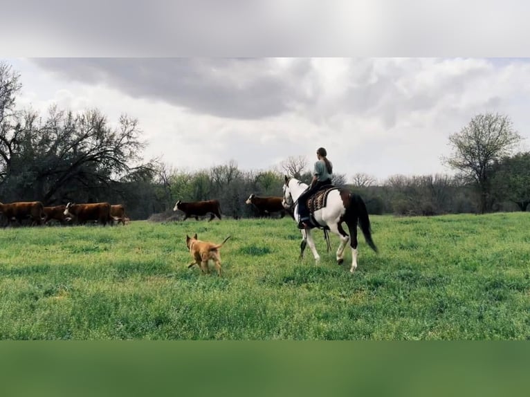 Paint Horse Caballo castrado 11 años 147 cm in Granbury, TX