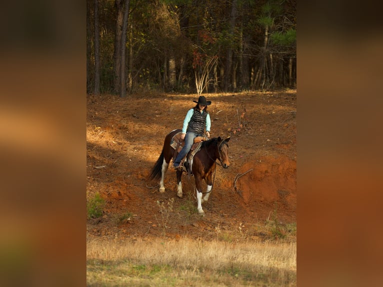 Paint Horse Caballo castrado 11 años 147 cm Tobiano-todas las-capas in Rusk TX