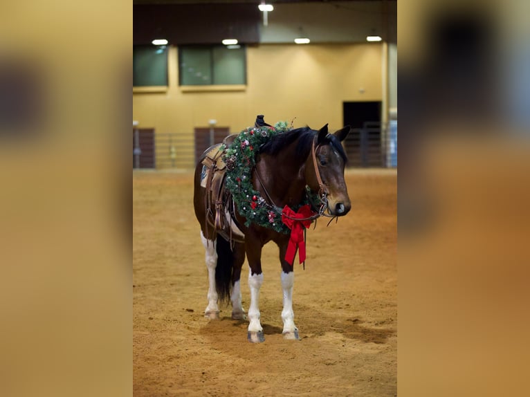 Paint Horse Caballo castrado 11 años 147 cm Tobiano-todas las-capas in Rusk TX