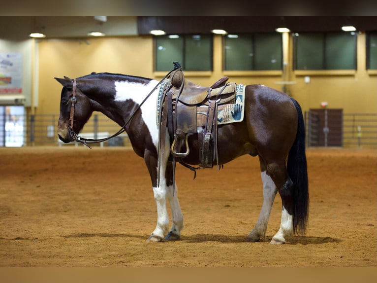 Paint Horse Caballo castrado 11 años 147 cm Tobiano-todas las-capas in Rusk TX