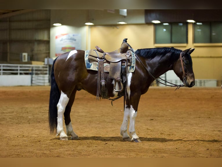 Paint Horse Caballo castrado 11 años 147 cm Tobiano-todas las-capas in Rusk TX