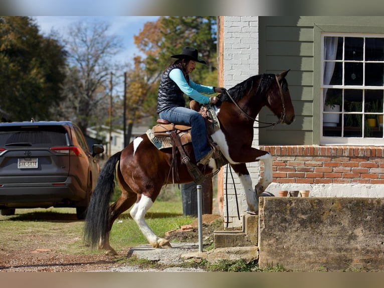 Paint Horse Caballo castrado 11 años 147 cm Tobiano-todas las-capas in Rusk TX