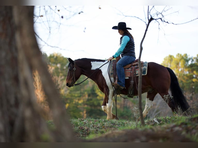 Paint Horse Caballo castrado 11 años 147 cm Tobiano-todas las-capas in Rusk TX