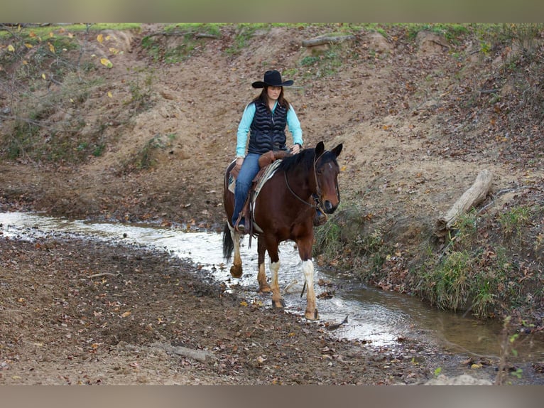 Paint Horse Caballo castrado 11 años 147 cm Tobiano-todas las-capas in Rusk TX