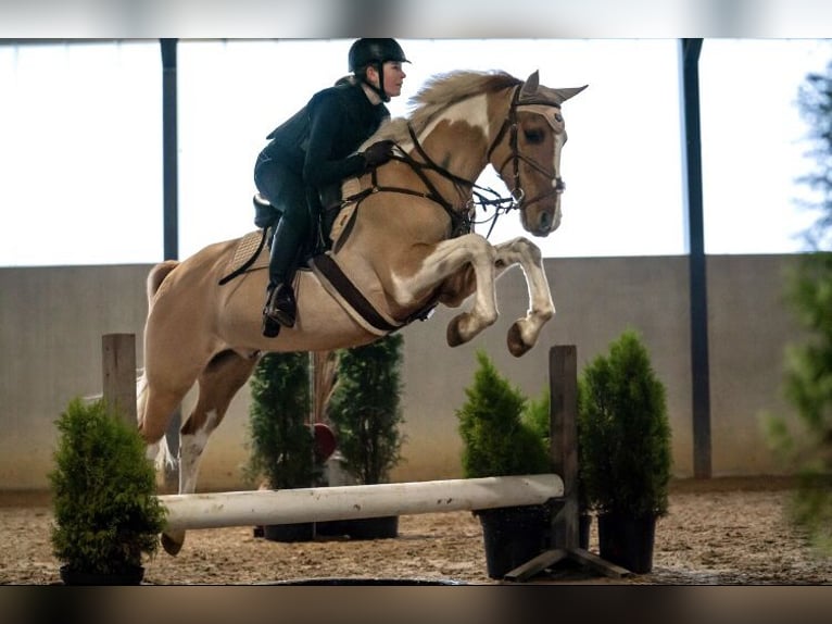 Paint Horse Mestizo Caballo castrado 11 años 148 cm Pío in Weert