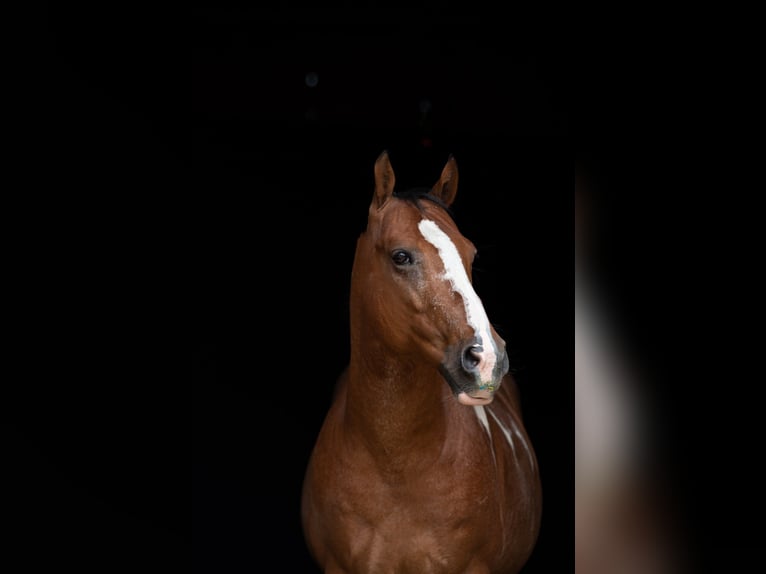 Paint Horse Mestizo Caballo castrado 11 años 148 cm Pío in Datteln