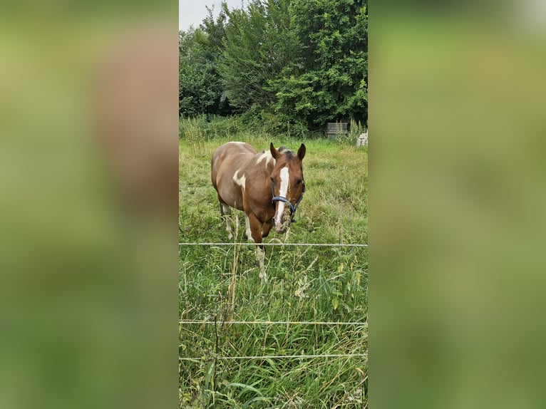 Paint Horse Mestizo Caballo castrado 11 años 148 cm Pío in Datteln