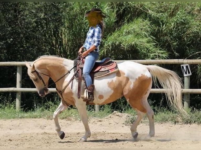 Paint Horse Caballo castrado 11 años 151 cm Palomino in Piera