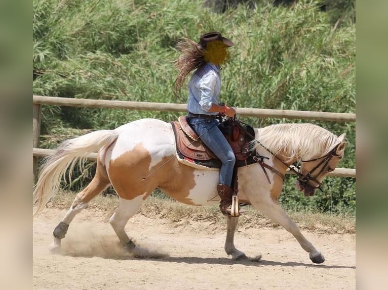 Paint Horse Caballo castrado 11 años 151 cm Palomino in Piera