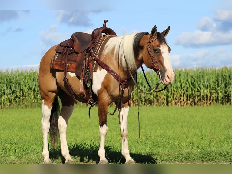 Paint Horse Mestizo Caballo castrado 11 años 152 cm Buckskin/Bayo in Rebersburg, PA