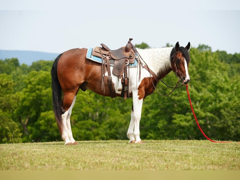 Paint Horse Caballo castrado 11 años 152 cm Castaño rojizo in Needmore, PA