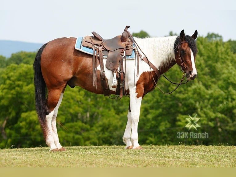 Paint Horse Caballo castrado 11 años 152 cm Castaño rojizo in Needmore, PA