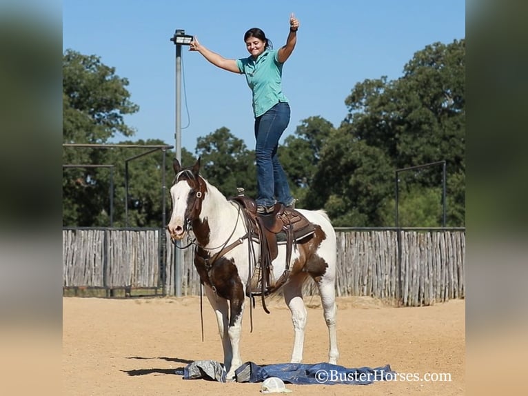Paint Horse Caballo castrado 11 años 152 cm Castaño rojizo in WEATHERFORD, TX
