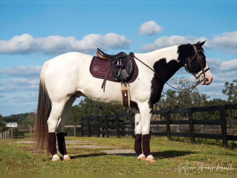 Paint Horse Caballo castrado 11 años 152 cm Pío in Ocala