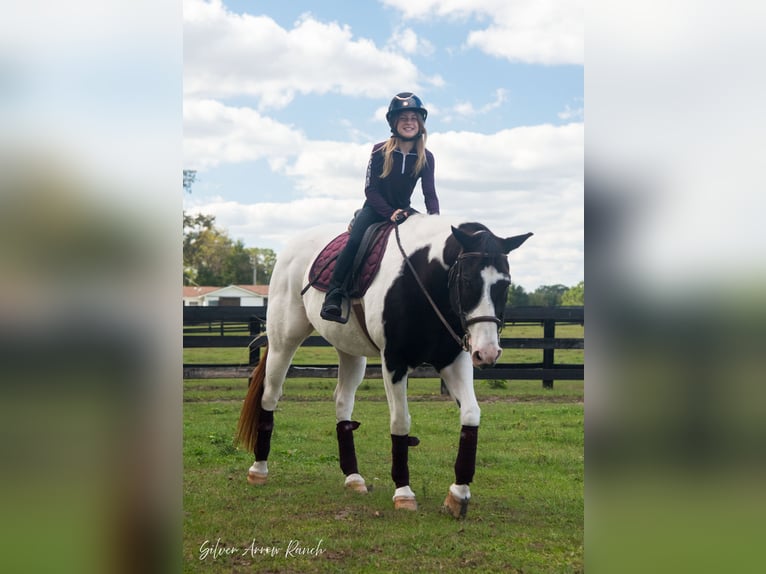 Paint Horse Caballo castrado 11 años 152 cm Pío in Ocala