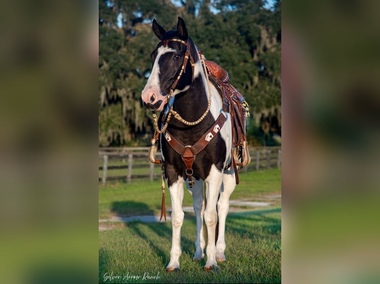 Paint Horse Caballo castrado 11 años 152 cm Pío in Ocala