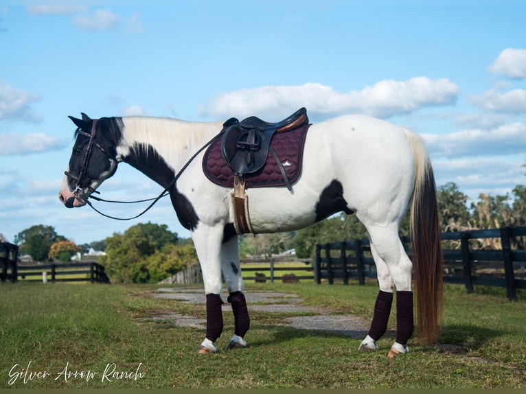 Paint Horse Caballo castrado 11 años 152 cm Pío in Ocala