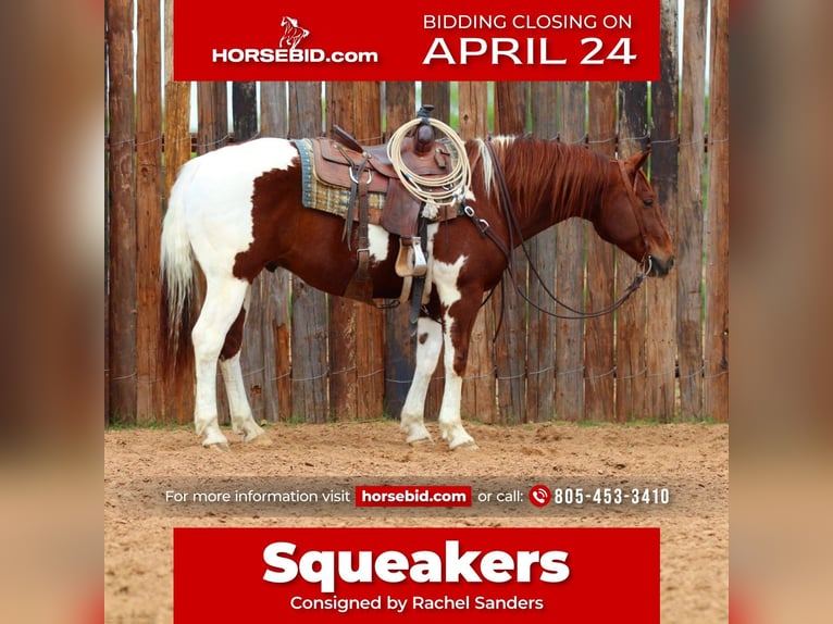 Paint Horse Caballo castrado 11 años 152 cm in Joshua, TX