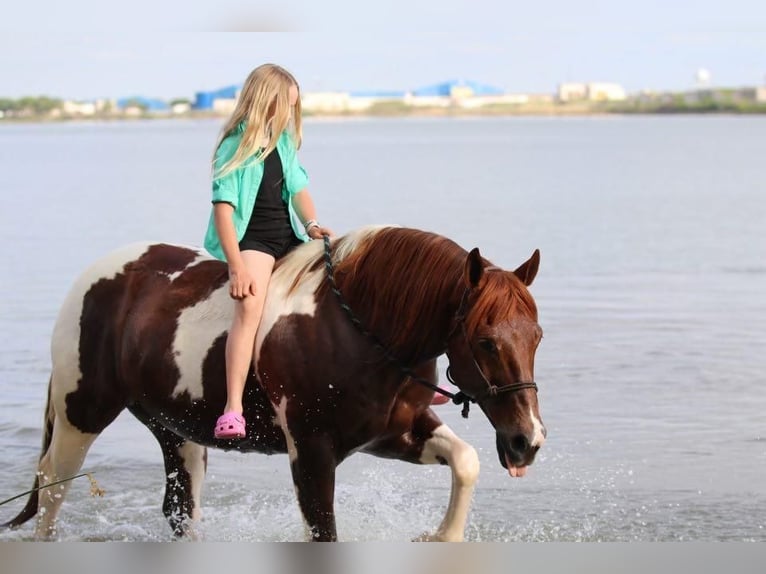 Paint Horse Caballo castrado 11 años 152 cm in Joshua, TX