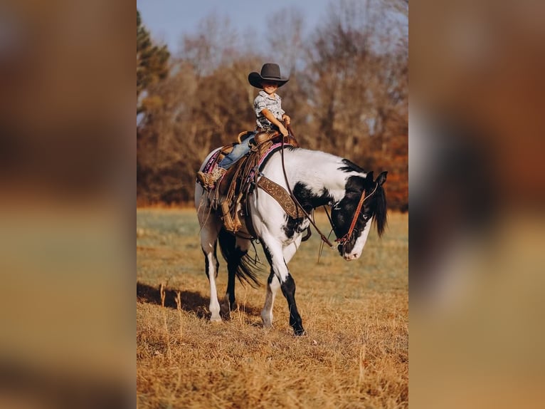 Paint Horse Caballo castrado 11 años 152 cm in Lyles, TN