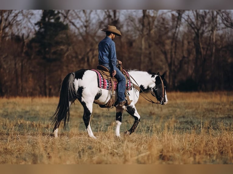 Paint Horse Caballo castrado 11 años 152 cm in Lyles, TN