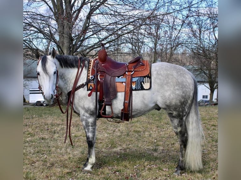 Paint Horse Caballo castrado 11 años 152 cm Tordo rodado in Allentown, NJ