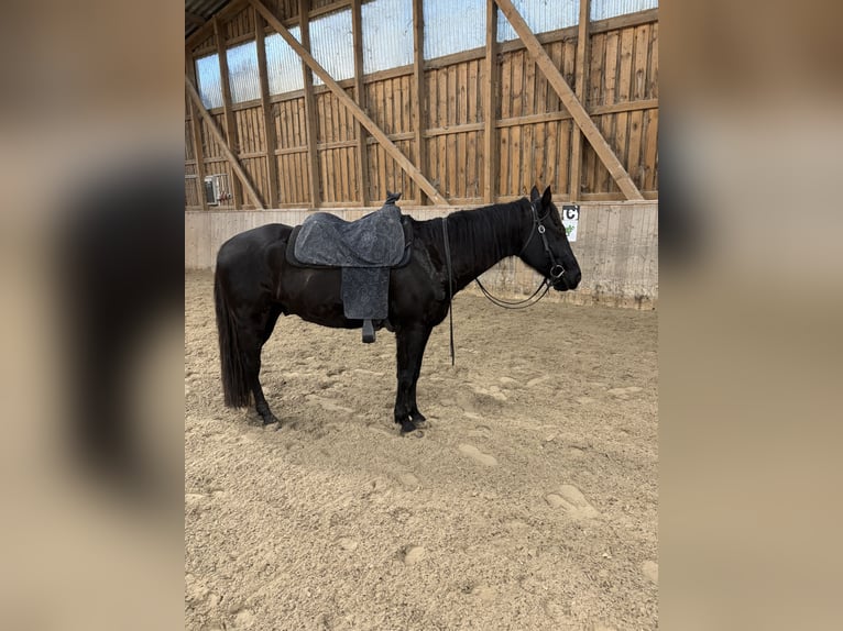 Paint Horse Caballo castrado 11 años 155 cm in Bietigheim-Bissingen