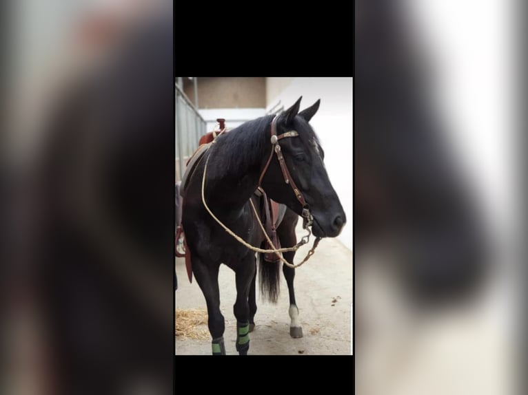 Paint Horse Caballo castrado 11 años 155 cm in Bietigheim-Bissingen