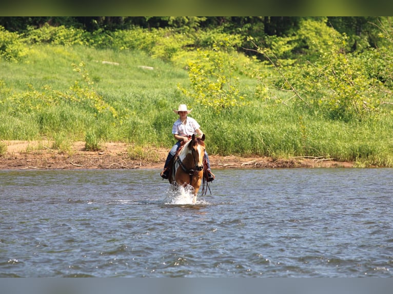 Paint Horse Caballo castrado 11 años 155 cm in Clarion, PA