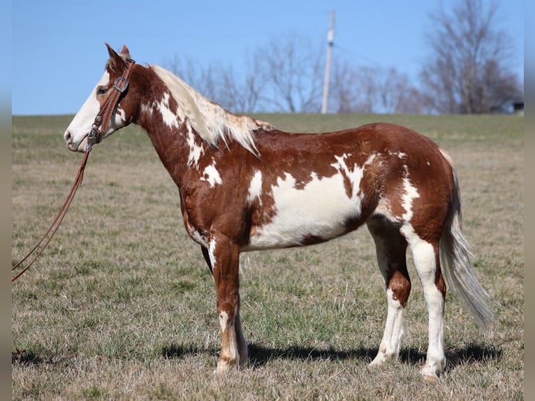 Paint Horse Caballo castrado 11 años 155 cm Overo-todas las-capas in Whitley City Ky
