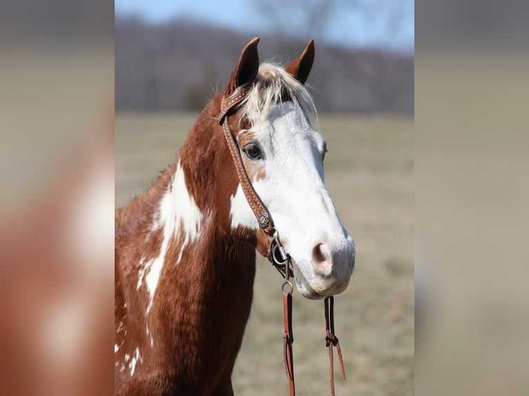 Paint Horse Caballo castrado 11 años 155 cm Overo-todas las-capas in Whitley City Ky