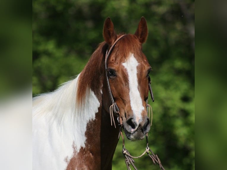 Paint Horse Caballo castrado 11 años 155 cm Tobiano-todas las-capas in LEvel Green KY
