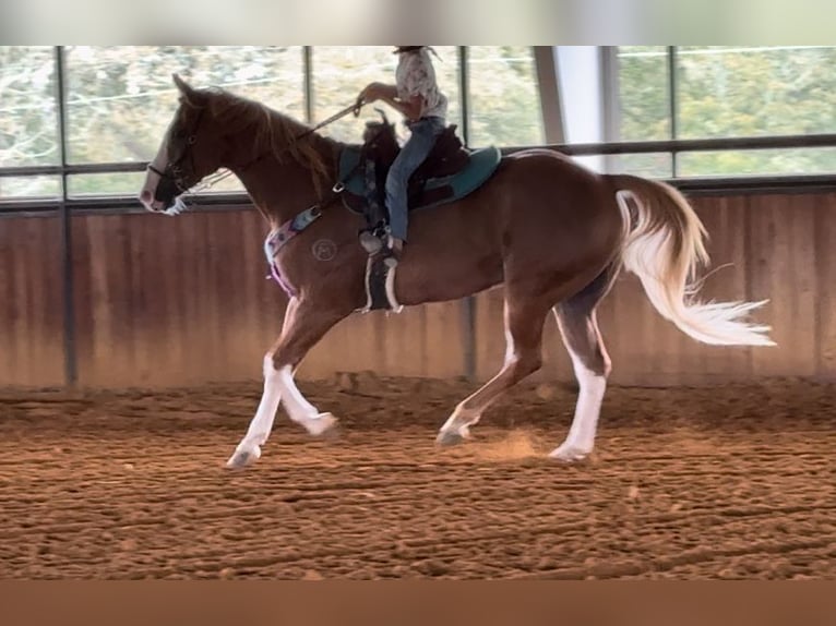 Paint Horse Caballo castrado 11 años 157 cm Alazán rojizo in Dennis, TX