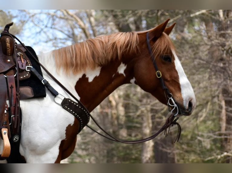 Paint Horse Caballo castrado 11 años 157 cm Pío in Middleboro