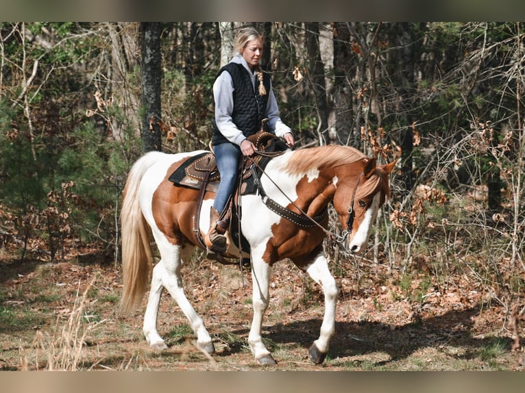 Paint Horse Caballo castrado 11 años 157 cm Pío in Middleboro