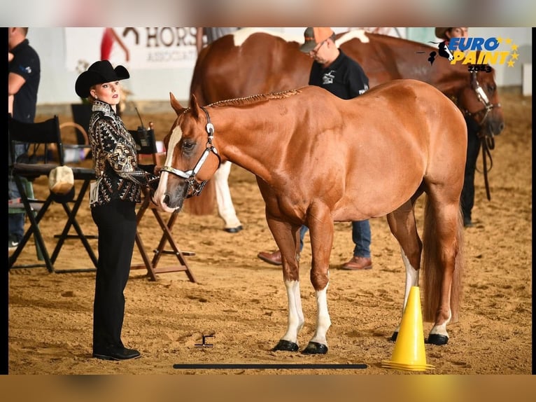 Paint Horse Caballo castrado 11 años 158 cm Alazán in Waldhausen