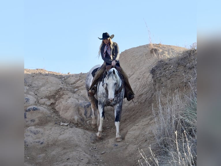 Paint Horse Caballo castrado 11 años 160 cm in Amarillo, TX