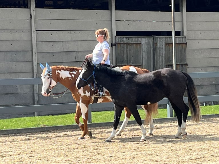 Paint Horse Caballo castrado 11 años 162 cm Overo-todas las-capas in Großbeeren