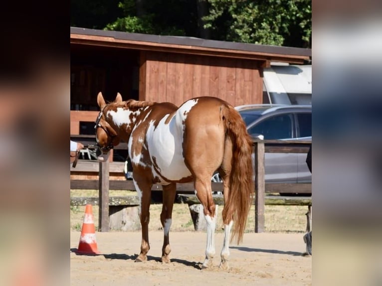 Paint Horse Caballo castrado 11 años 162 cm Overo-todas las-capas in Großbeeren