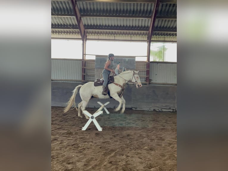 Paint Horse Caballo castrado 11 años 162 cm Tobiano-todas las-capas in Lensahn