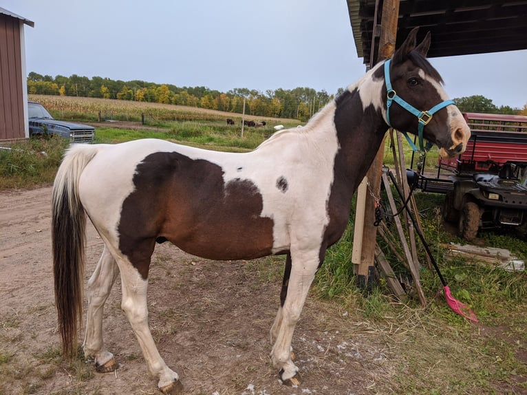 Paint Horse Caballo castrado 11 años 163 cm Castaño rojizo in Brook Park
