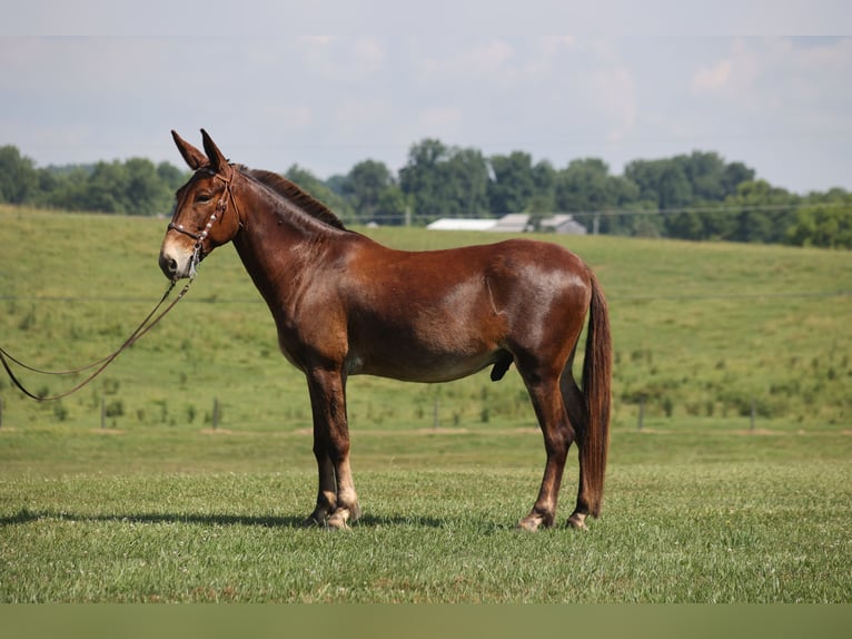 Paint Horse Caballo castrado 11 años 163 cm Tobiano-todas las-capas in Grapeland TX