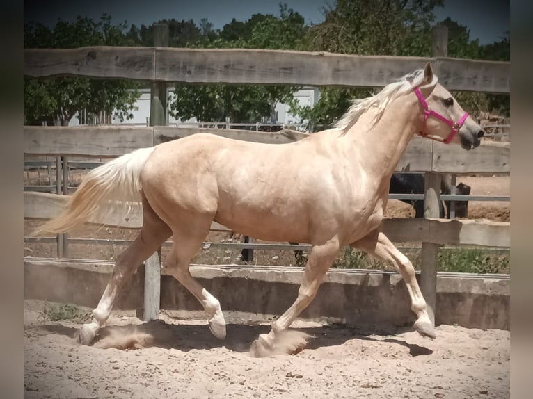 Paint Horse Caballo castrado 11 años 165 cm Palomino in Algaida