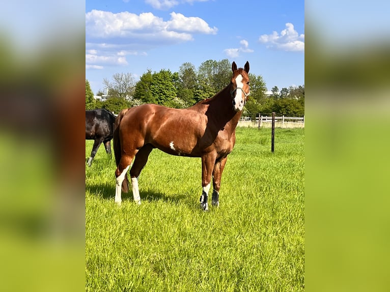 Paint Horse Caballo castrado 11 años 167 cm Alazán in Hildesheim