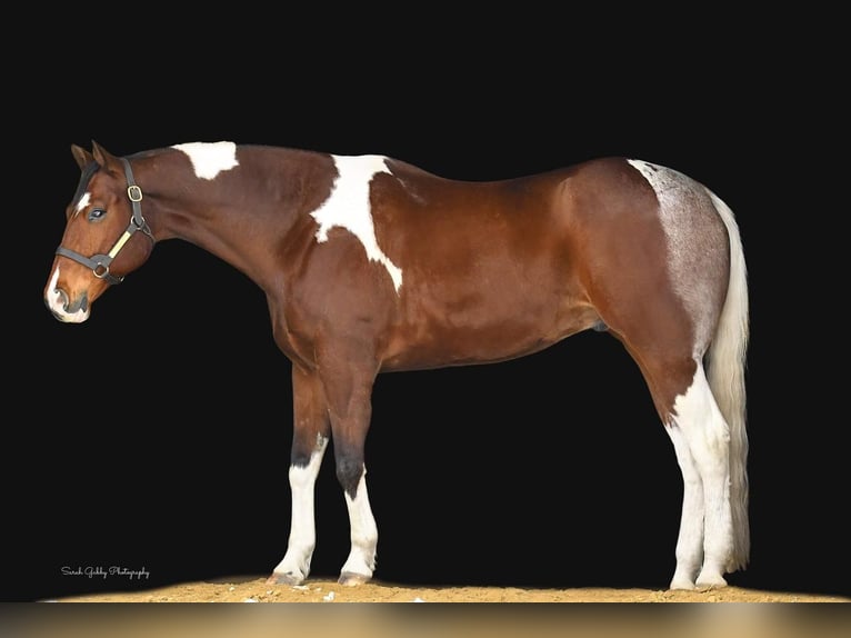Paint Horse Caballo castrado 11 años 170 cm Castaño rojizo in Rochester