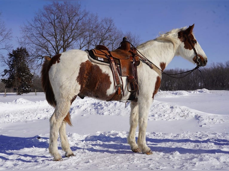 Paint Horse Caballo castrado 11 años Pío in Sioux Falls