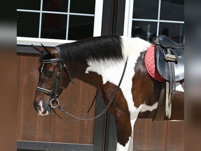 Paint Horse Caballo castrado 11 años Tobiano-todas las-capas in Millersburg OH