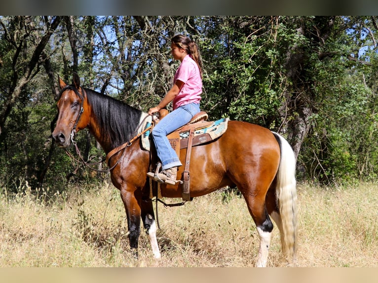 Paint Horse Caballo castrado 11 años Tobiano-todas las-capas in Pleasant Grove CA