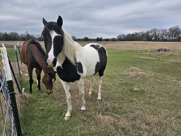 Paint Horse Caballo castrado 12 años 142 cm Negro in Teague, TX